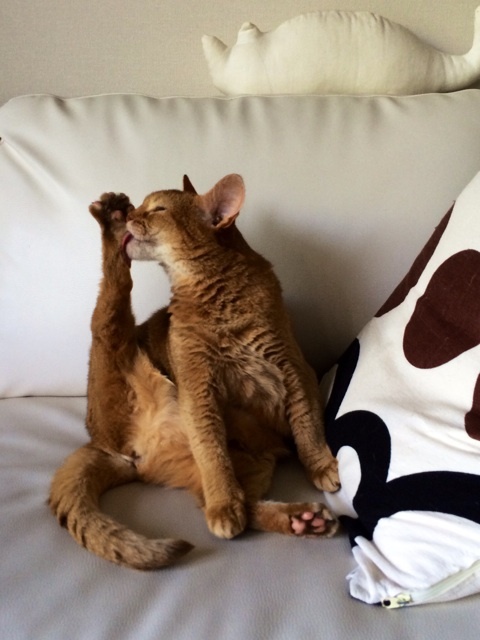 {C3222B06-00D5-4BB4-963D-EAABAF9AF747:01}