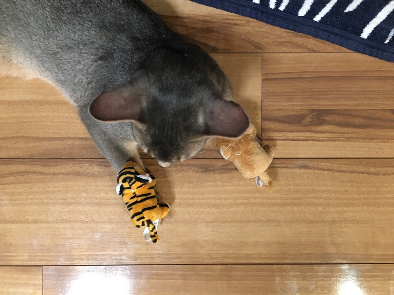 ぼくのお手てが トラライオンになりました おうちごはんとおかしとねこ Powered By ライブドアブログ ぼくのお手てが トラライオンになりました おうちごはんとおかしとねこ Powered By ライブドアブログ