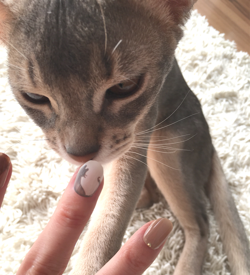 初めての付け爪に 猫を描いてみた おうちごはんとおかしとねこ Powered By ライブドアブログ