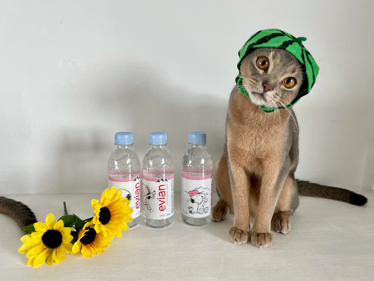 エビアン スヌーピー コラボ すいかわか坊 がかわいすぎる W おうちごはんとおかしとねこ Powered By ライブドアブログ エビアン スヌーピー コラボ すいかわか坊 がかわいすぎる W おうちごはんとおかしとねこ Powered By ライブドアブログ