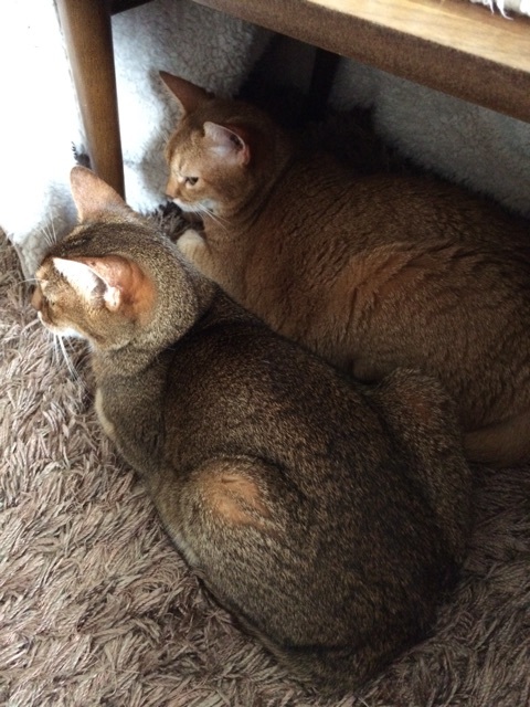 {6A187321-2E41-4578-8DC1-57B96D83AC65:01}