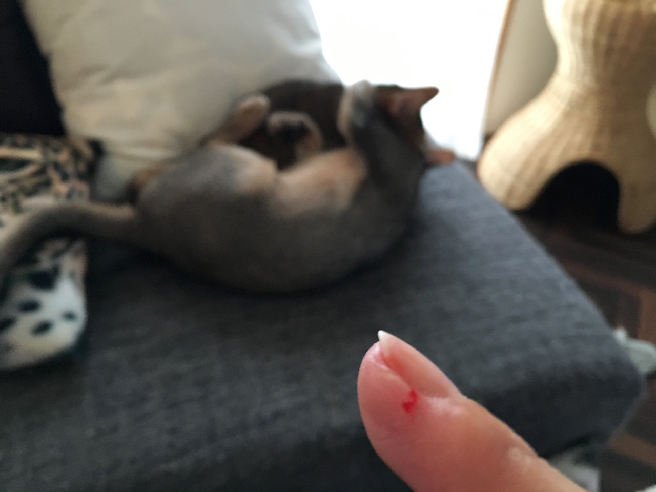 氷で指をちょびっと切った 傍ではとのがちび子に甘えていた おうちごはんとおかしとねこ Powered By ライブドアブログ