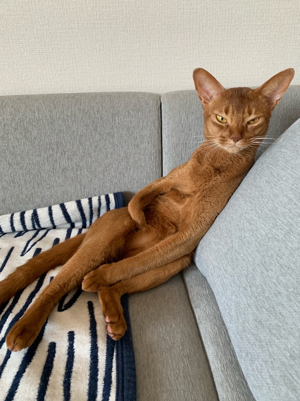 ラスボス感の漂うひめちゃん おうちごはんとおかしとねこ Powered By ライブドアブログ ラスボス感の漂うひめちゃん おうちごはんとおかしとねこ Powered By ライブドアブログ