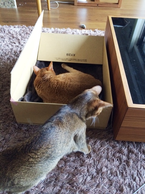 {CD259C1C-2DFB-41EB-976F-4466EE6D197C:01}