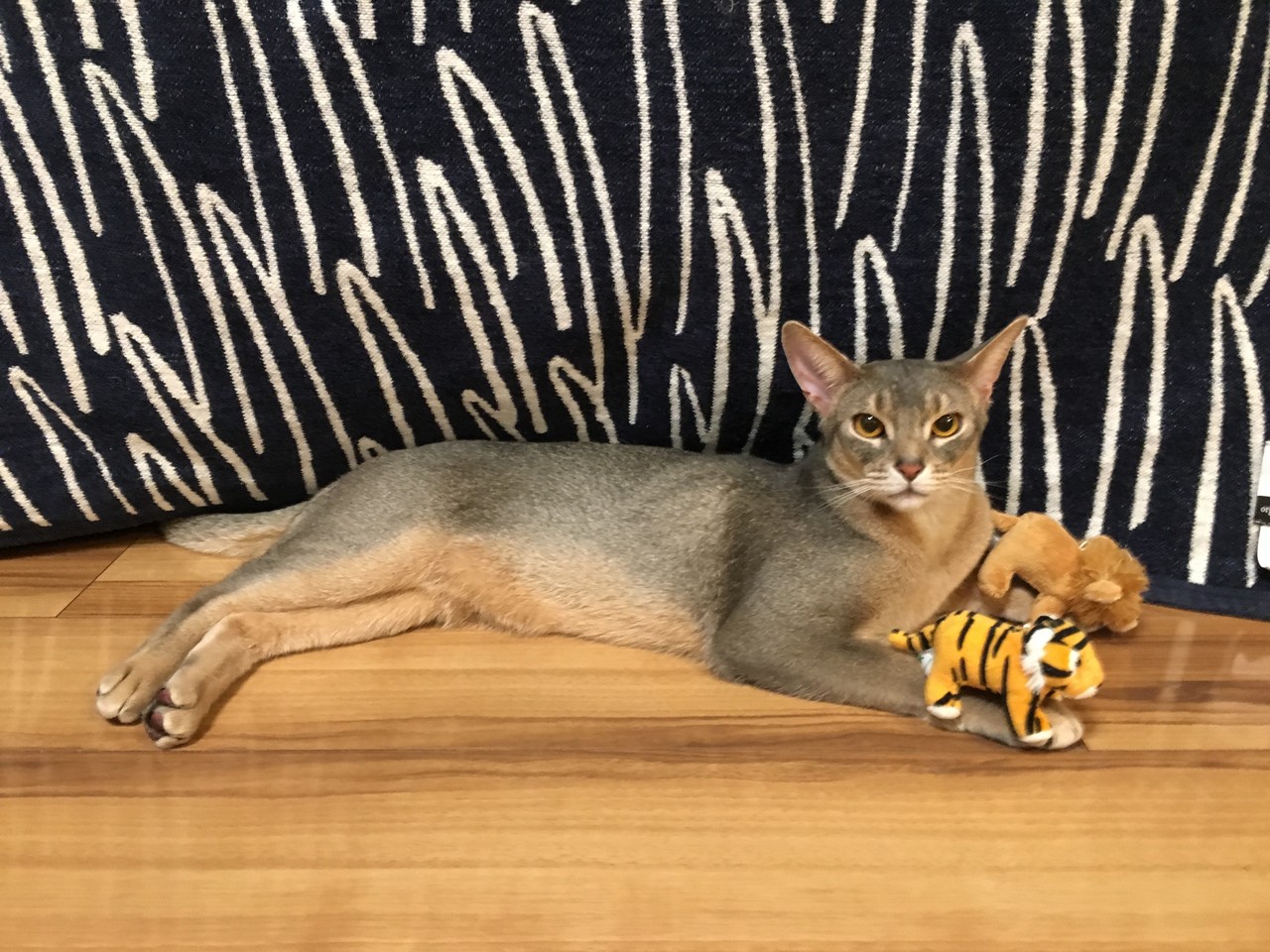 ぼくのお手てが トラライオンになりました おうちごはんとおかしとねこ Powered By ライブドアブログ ぼくのお手てが トラライオンになりました おうちごはんとおかしとねこ Powered By ライブドアブログ