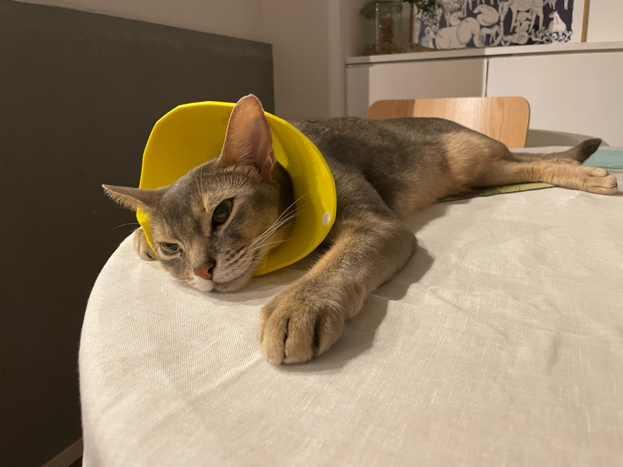 猫も伸びる暑さですね おうちごはんとおかしとねこ Powered By ライブドアブログ