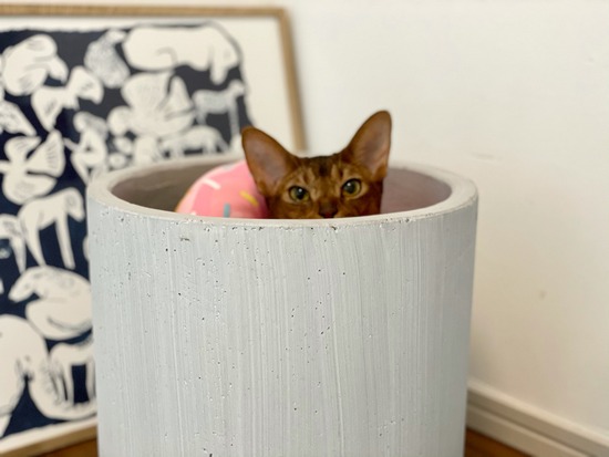 FullSizeRender