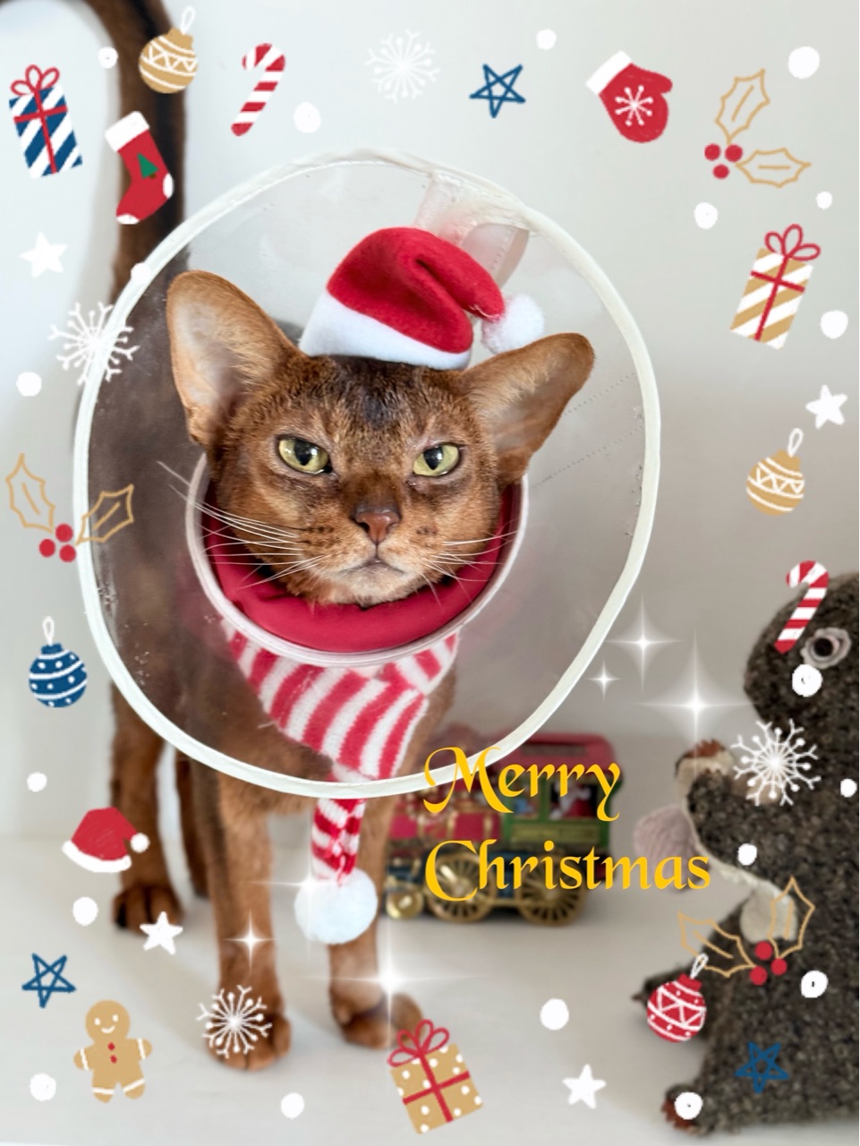 雨の日のねこ様☆メリークリスマス☆ 雨の日のねこ様☆メリークリスマス☆
