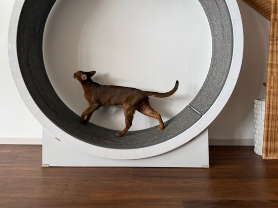 FullSizeRender