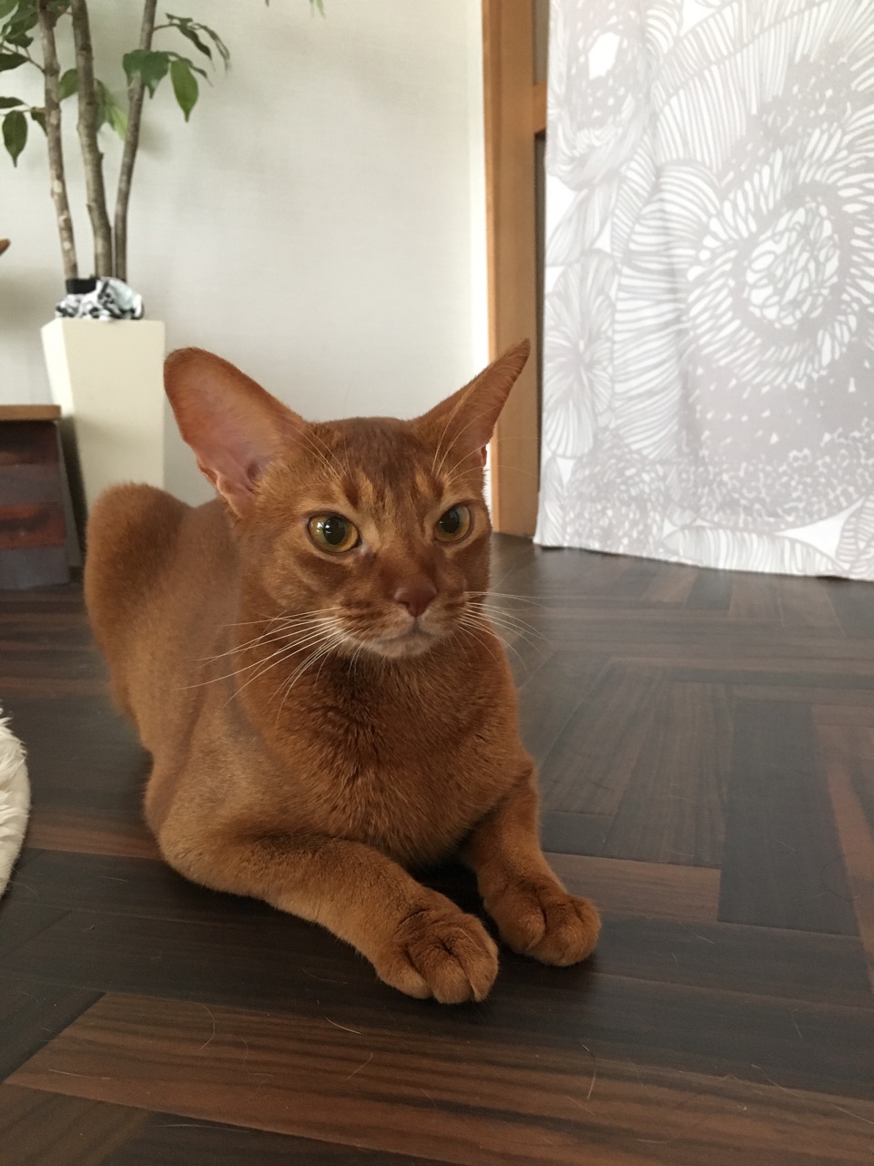 ひめちゃんを撫でてたら 口から泉のようなヨダレが おうちごはんとおかしとねこ Powered By ライブドアブログ