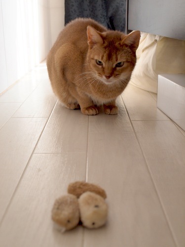 joli!joli!のおうちごはんとおかしとねこ♪