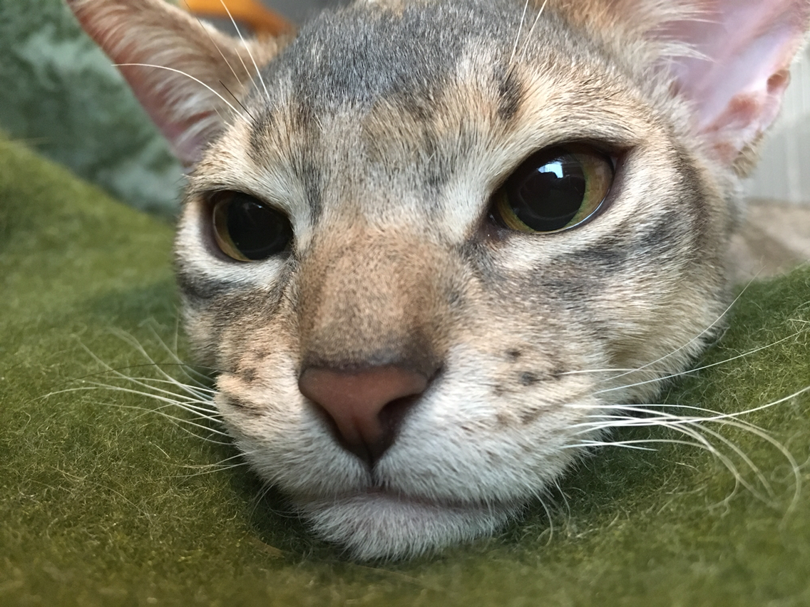 との エアコンを壊す おうちごはんとおかしとねこ Powered By ライブドアブログ