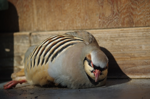 IMGP7053_R