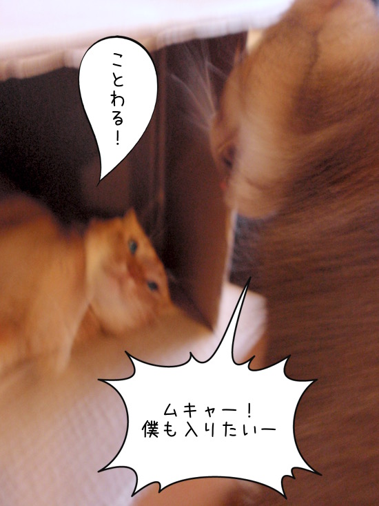 P5160166 のコピー