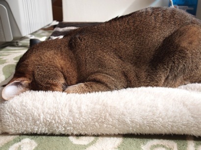 joli!joli!のおうちごはんとおかしとねこ♪