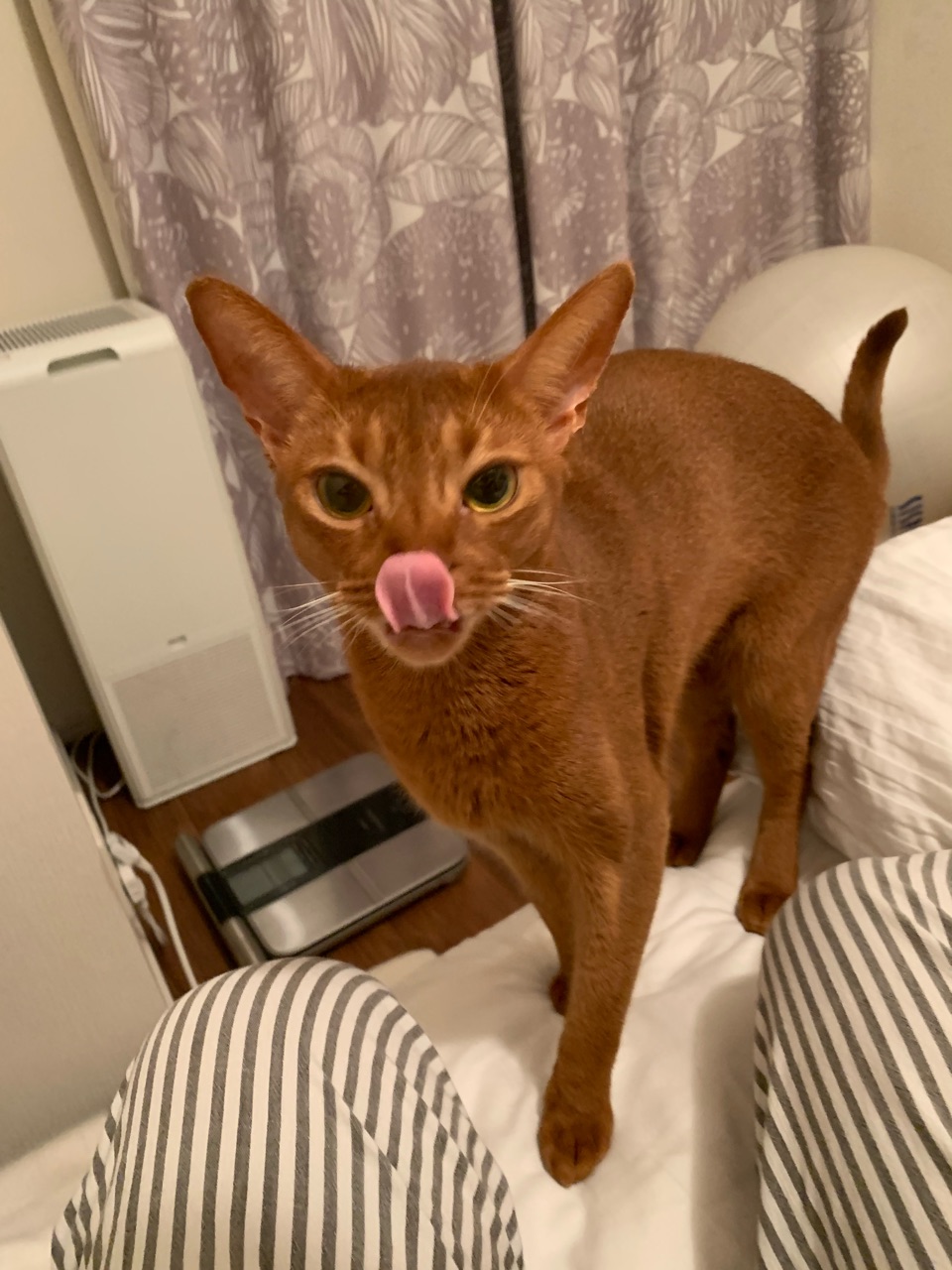 なかなか解決しない おうちごはんとおかしとねこ Powered By ライブドアブログ なかなか解決しない おうちごはんとおかしとねこ Powered By ライブドアブログ