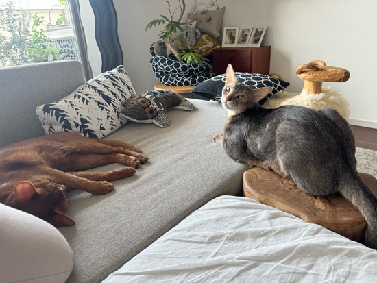 FullSizeRender