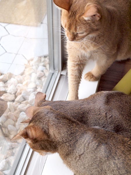 P8114972 のコピー