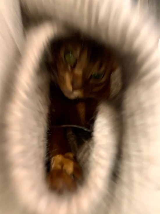 FullSizeRender