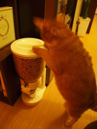 joli!joli!のおうちごはんとおかしとねこ♪