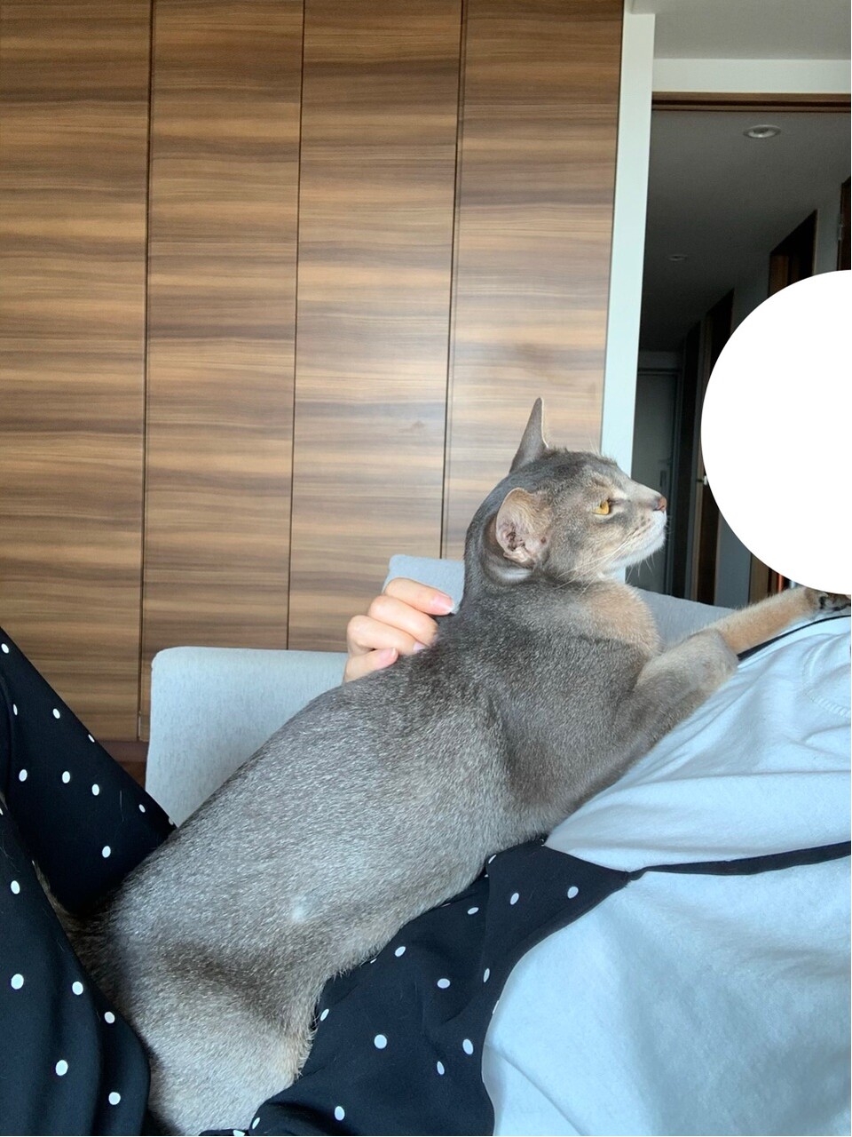 バーチャル抱っこマン どうぞ おうちごはんとおかしとねこ Powered By ライブドアブログ