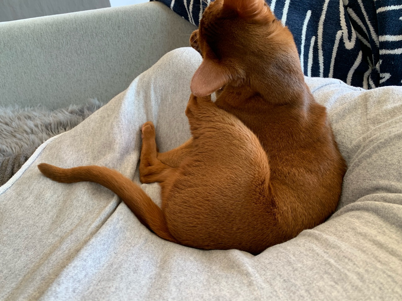 ひめちゃんは 掘って寝床を作る おうちごはんとおかしとねこ Powered By ライブドアブログ