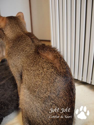joli!joli!のおうちごはんとおかしとねこ♪