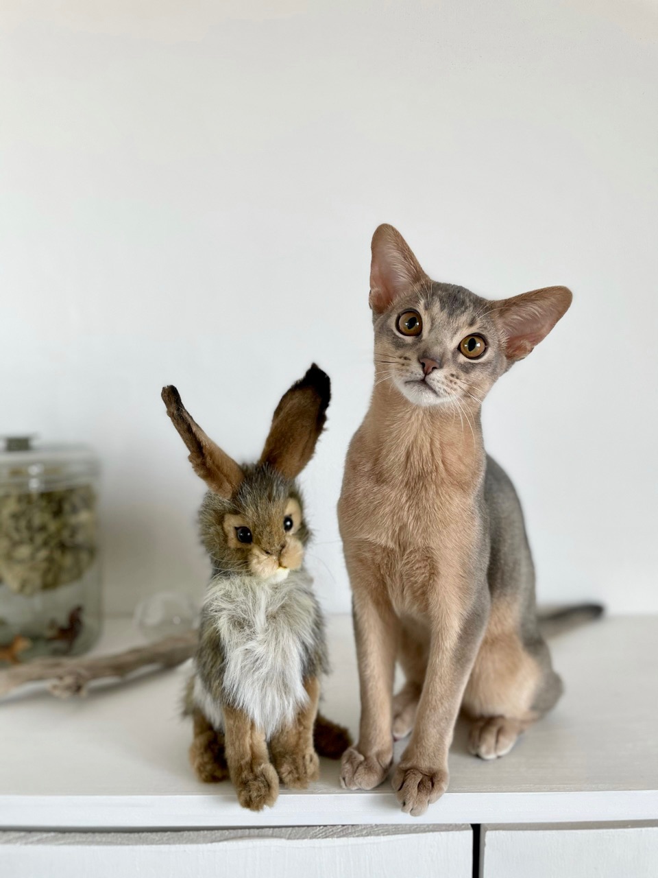 うさぎ狩り と今日の夜ごはんと バジルなぼくちん おうちごはんとおかしとねこ Powered By ライブドアブログ