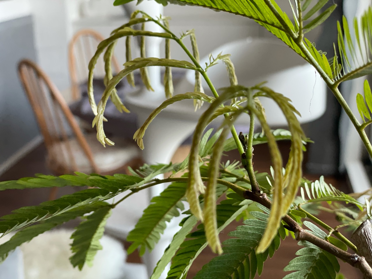 エバーフレッシュって お花が咲くんだ おうちごはんとおかしとねこ Powered By ライブドアブログ エバーフレッシュって お花が咲くんだ おうちごはんとおかしとねこ Powered By ライブドアブログ