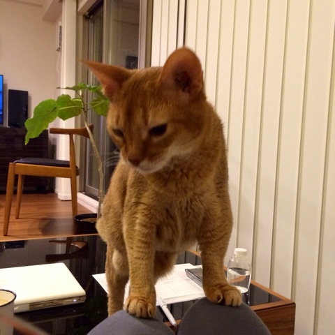 {2AFA5945-5335-429D-9294-9B98151218CF:01}