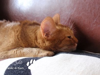 joli!joli!のおうちごはんとおかしとねこ♪
