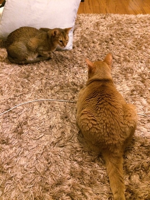 {901656B9-352E-40AB-AB9C-94292B31D457:01}