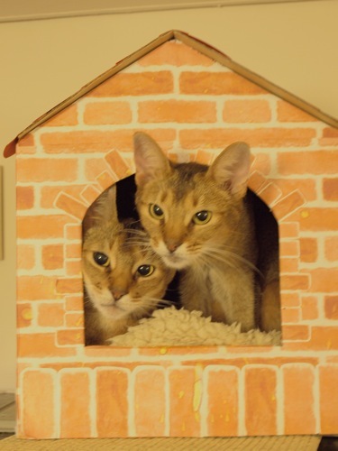 joli!joli!のおうちごはんとおかしとねこ♪