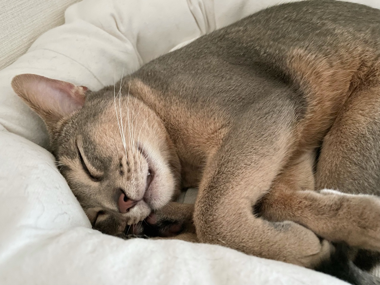 コッペパンを作って、コロッケパンにしてみた♪ : おうちごはんと 