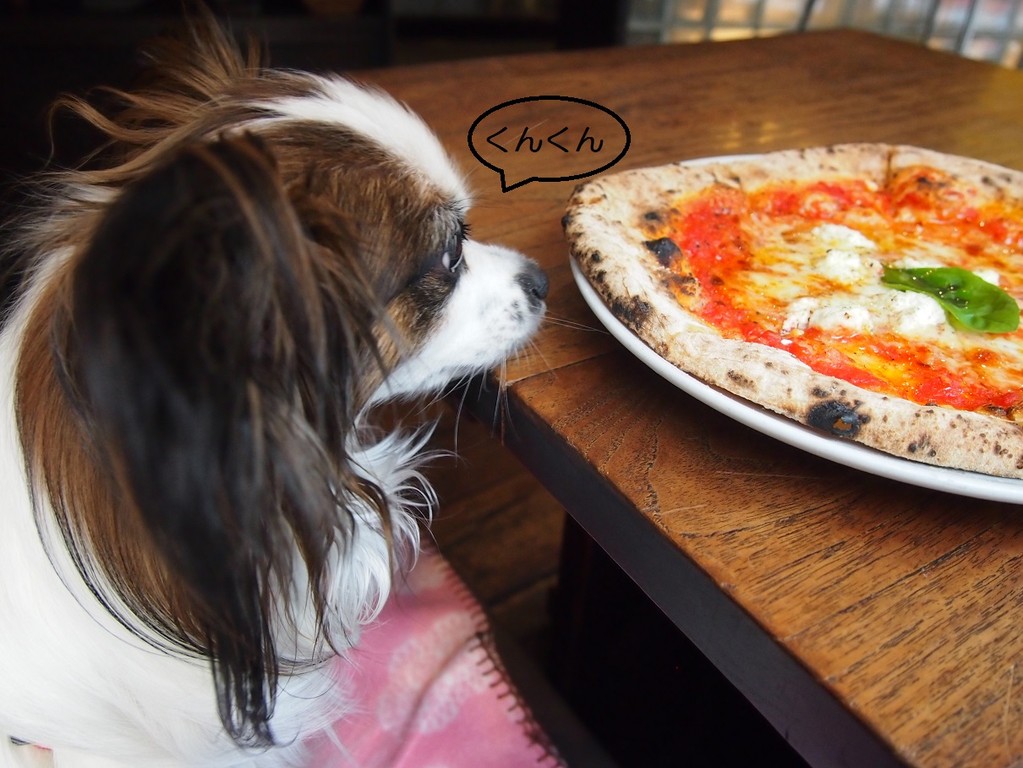 ドッグカフェ 池尻大橋 フォルツァ ナポリ 犬のくせに可愛いすぎ