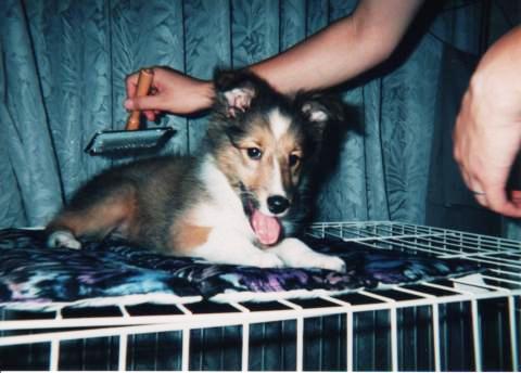 先代コニーの誕生日 海と犬と湖と