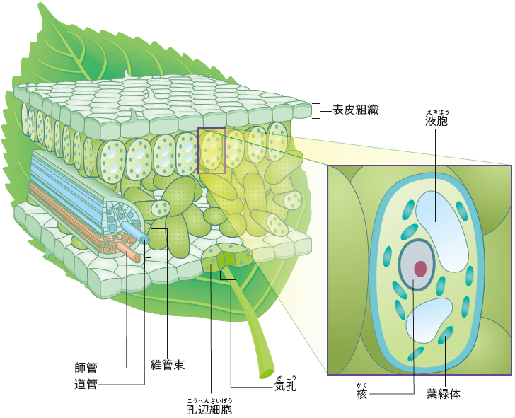 P17 葉緑体のはたらきと光合成 Jonankagakuのblog