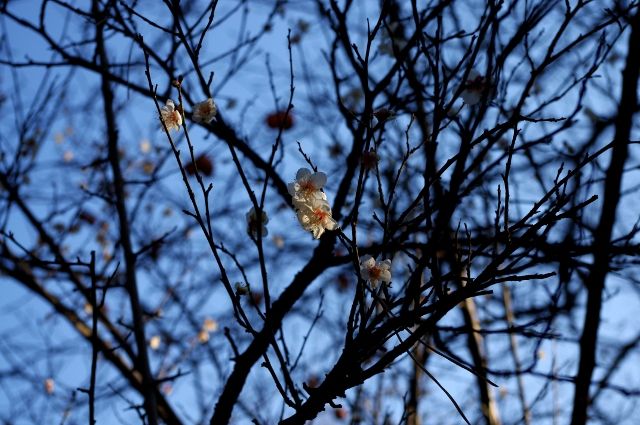 横浜三渓園　梅の花　画像