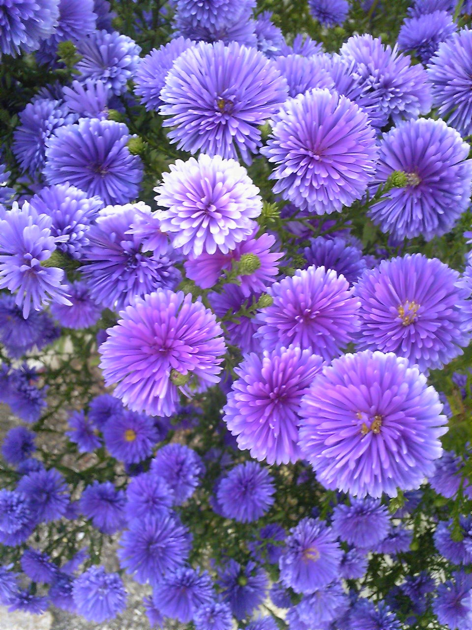 秋に花咲くミケルマスデージー 気分は花ラー Hana Rer 安芸の國 日々の花と自然