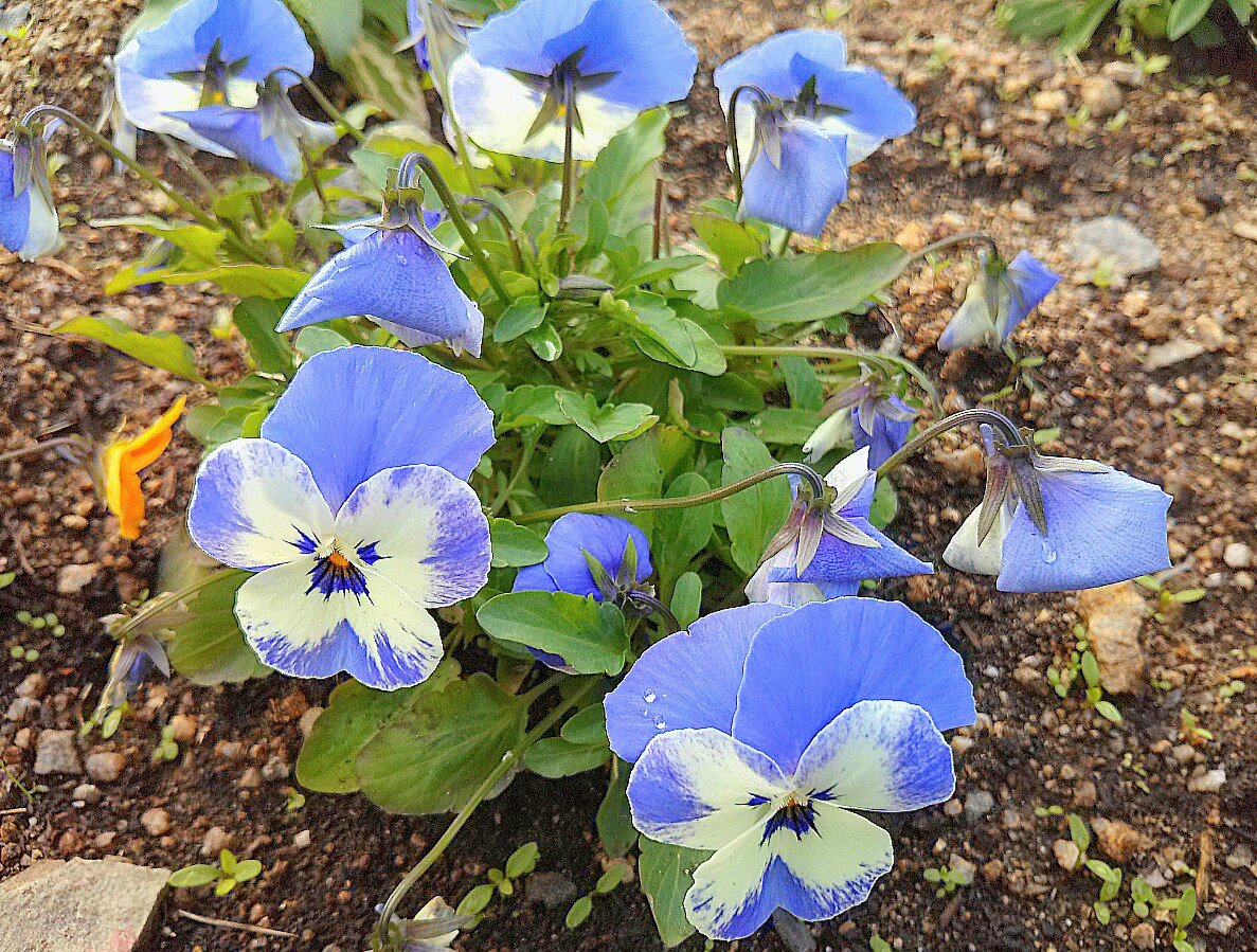 すっきり青パンジー 気分は花ラー Hana Rer 安芸の國 日々の花と自然