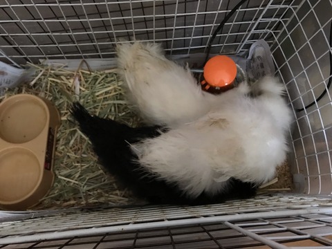 ま、ま、ま、まさかぁ〜　新人類・・・