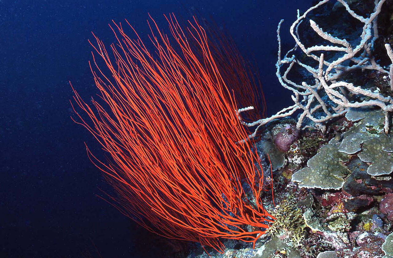 赤いヤギ 写真のひとりごと