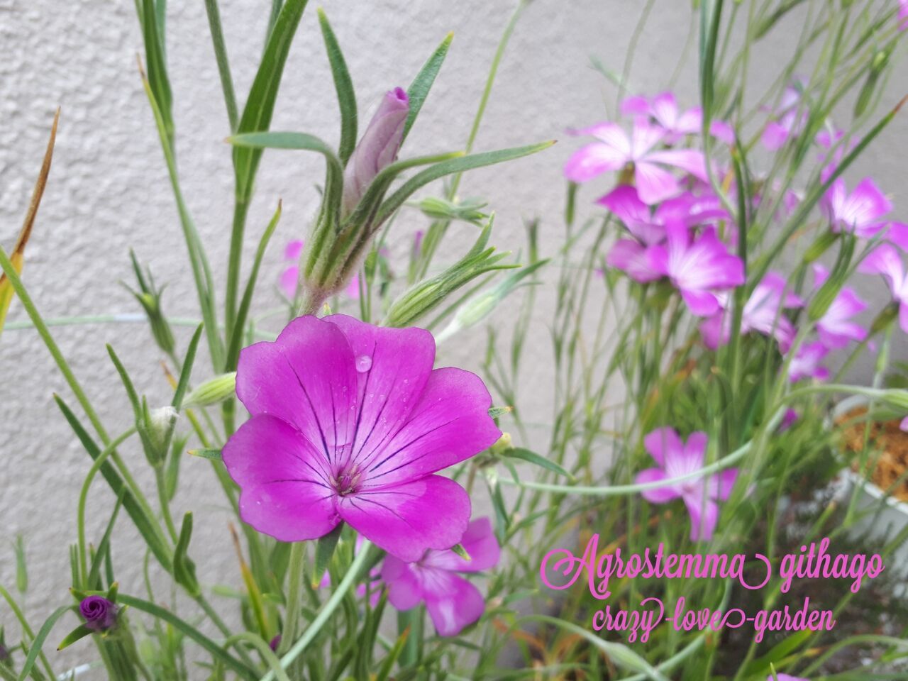 アグロステンマ アグロステンマの紹介 マニアックmomの庭