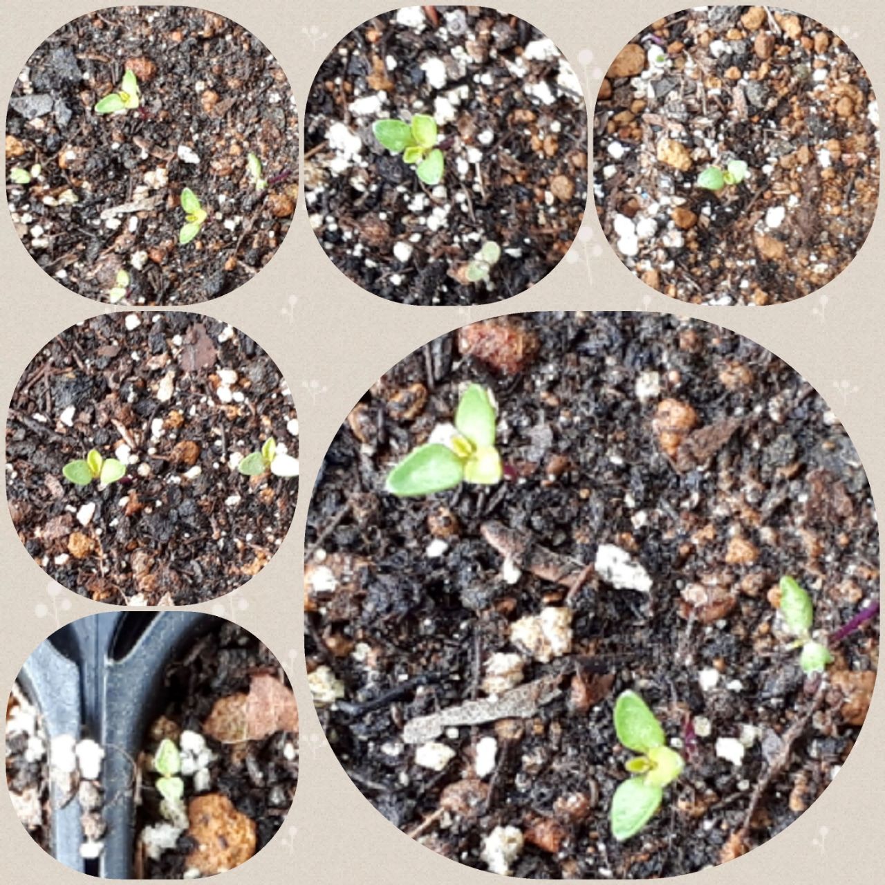 宿根ロベリア 12月種まきプリンセスブルー マニアックmomの庭