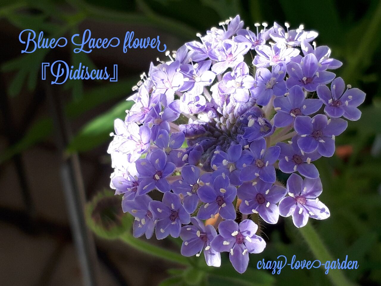 花の苗 ディディスカス ブルーレース 苗 Sukaldeansortzaile Com