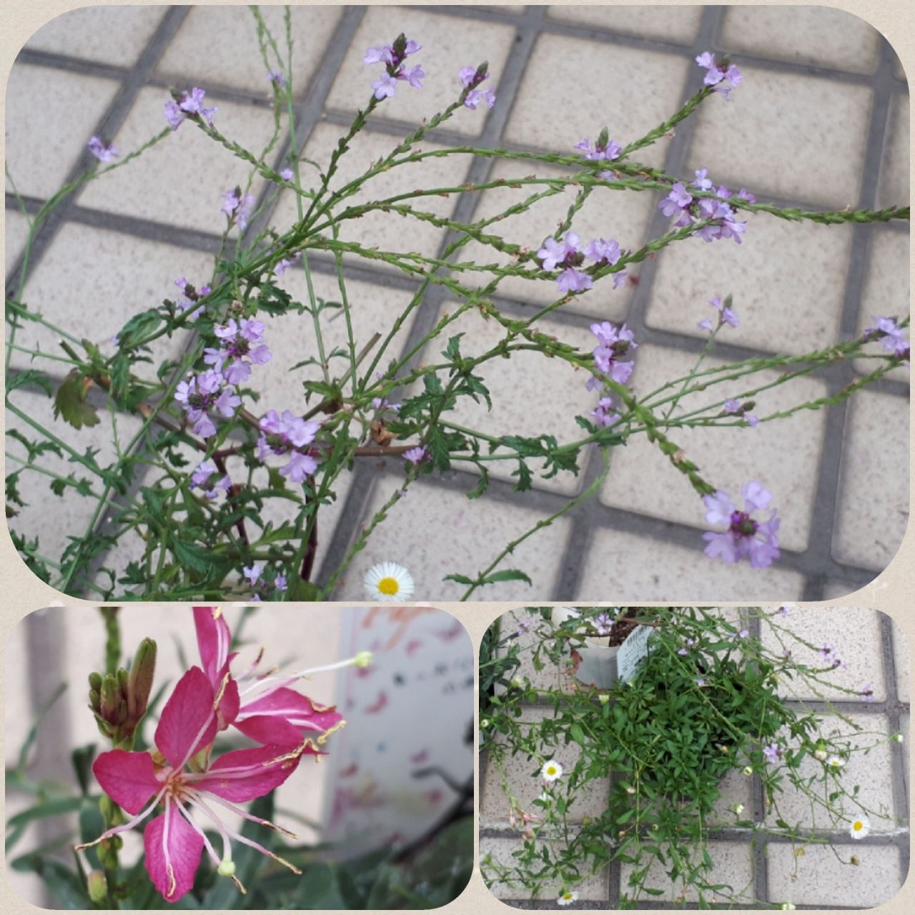 新しい花 可愛いお花達見つけました マニアックmomの庭 新しい花 可愛いお花達見つけました マニアックmomの庭