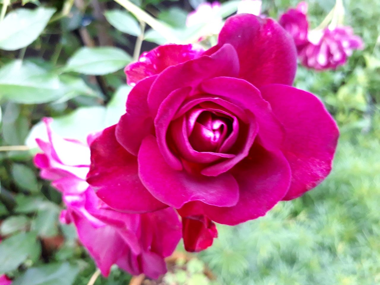 薔 薇 我が家の 紹介 バーガンディ アイスバーグ マニアックmomの庭