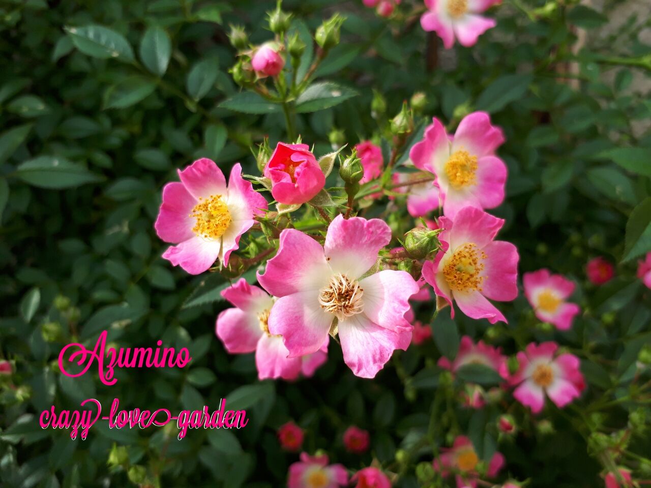 薔薇 我が家の 紹介 安曇野 マニアックmomの庭 薔薇 我が家の 紹介 安曇野 マニアックmomの庭
