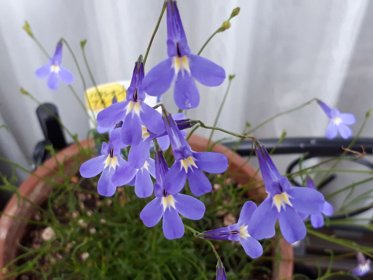 宿根ロベリア ロベリアパラシオンブルー マニアックmomの庭