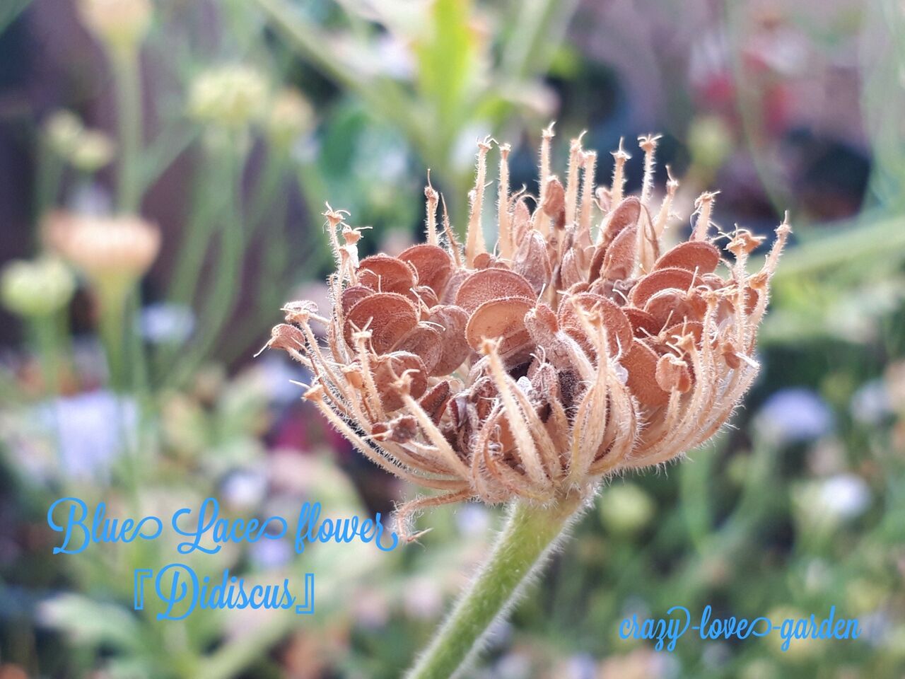 ブルーレースフラワー 21年8月 種の出来方 マニアックmomの庭